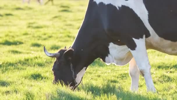 Молочна корова випасується на зеленій фермі в літній день. Годування худоби на сільськогосподарських луках — стокове відео