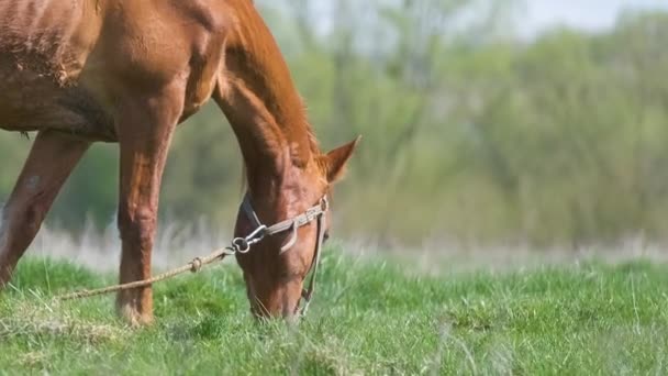 Tunn kastanj häst äter gräs medan bete på gården gräsmark betesmark — Stockvideo