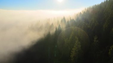 Sonbahar gündoğumunda sisli, karanlık dağ ormanlarının çam ağaçlarının olduğu muhteşem manzaranın havadan görüntüsü. Şafak vakti ışıldayan ışıklarıyla güzel vahşi ormanlık