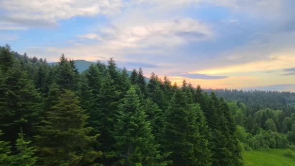 Vista aérea del bosque de pinos verdes con abetos oscuros que cubren las colinas de montaña. Paisajes de bosques de Noecia desde arriba — Vídeo de stock