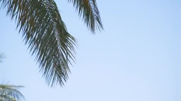 Hermosas palmeras de coco verdes ondeando en el viento en la playa tropical contra el cielo azul. Concepto vacaciones de verano — Vídeos de Stock