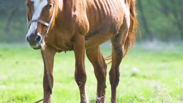 Caballo castaño delgado comiendo hierba mientras pastorea en pastizales de granja — Vídeos de Stock