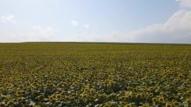 Büyüyen ayçiçeği bitkileriyle büyük tarım tarlalarının havadan görünüşü