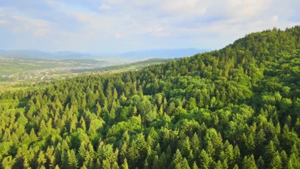 Aerial view of green pine forest with dark spruce trees covering mountain hills. Nothern woodland scenery from above — Stock Video