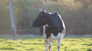 Yeşil çiftlik otlaklarında yaz günü süt ineği otluyor. Çiftlik arazilerinde sığır beslemek