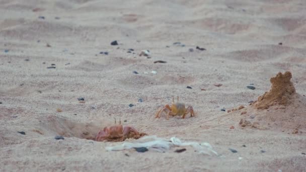海のビーチで砂の穴に隠れている野生のカニのクローズアップ — ストック動画