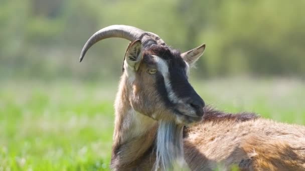 Cabra de leite doméstica com barba longa e chifres descansando na grama de pasto verde no dia de verão. Alimentação de bovinos em pastagens agrícolas — Vídeo de Stock