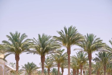 Mavi gökyüzüne karşı tropik sahilde güzel yeşil hindistan cevizi palmiyeleri. Yaz tatili kavramı