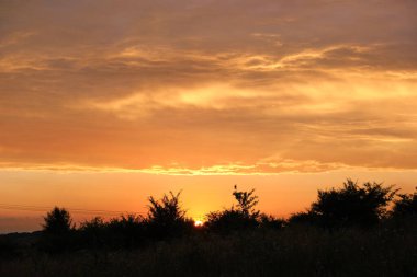 Küçük ağaçlardan ve çalılardan oluşan siyah yapraklar parlak renkli günbatımına karşı güneş ışığıyla aydınlanan canlı bulutlarla aydınlandı.