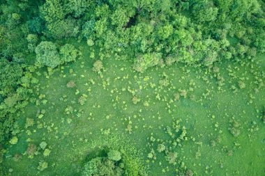 Yazın yeşil ağaçlı, koyu yemyeşil ormanların tepeden aşağı düz manzarası.