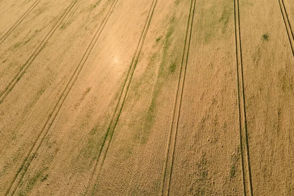 Aerial landscape view of yellow cultivated agricultural field with ripe wheat on bright summer day — Stock Photo, Image