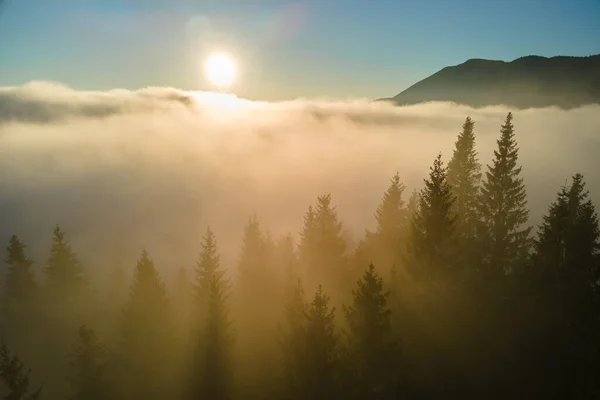 Vista aérea da manhã nebulosa brilhante sobre árvores escuras da floresta de montanha no nascer do sol do outono. Bela paisagem de floresta selvagem ao amanhecer — Fotografia de Stock