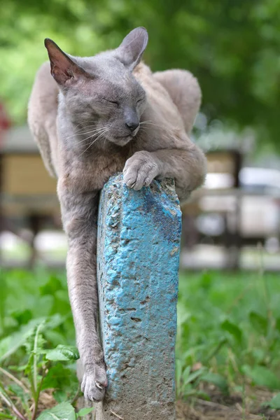 大きな灰色怒っている見るスフィンクス品種野良猫休み上のストリート屋外で夏 — ストック写真