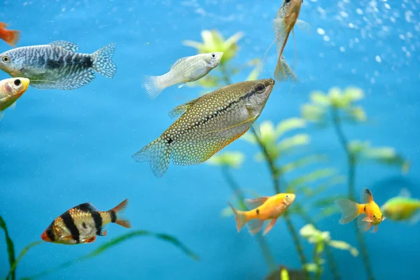 Poissons exotiques colorés nageant dans un aquarium d'eau bleu profond avec des plantes tropicales vertes — Photo