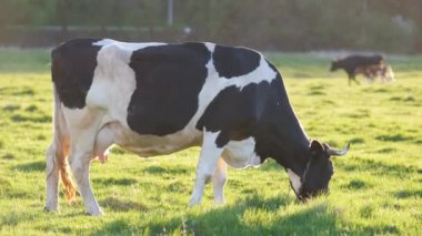 Yeşil çiftlik otlaklarında yaz günü süt ineği otluyor. Çiftlik arazilerinde sığır beslemek