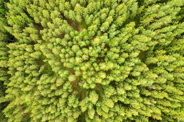 夏山绿松林与云杉林冠的空中景观 — 图库照片