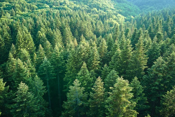 Vista aérea de pinhal verde com árvores de abeto escuro. Paisagem de bosques notáveis de cima — Fotografia de Stock