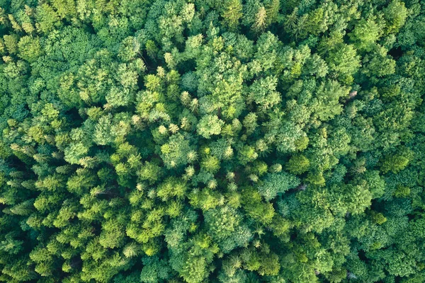 Vista aérea de pinhal verde com árvores de abeto escuro. Paisagem de bosques notáveis de cima — Fotografia de Stock