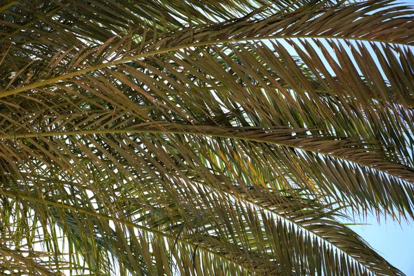 Mavi gökyüzüne karşı tropik sahilde güzel yeşil hindistan cevizi palmiyeleri. Yaz tatili kavramı