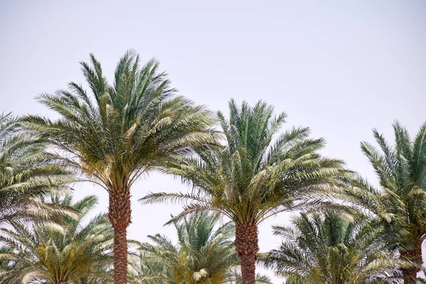 Mavi gökyüzüne karşı tropik sahilde güzel yeşil hindistan cevizi palmiyeleri. Yaz tatili kavramı
