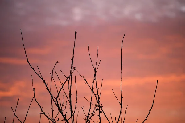 太陽の光で照らされた鮮やかな雲と明るいカラフルな夕日の空に対する小さな木や茂みの暗い葉 — ストック写真