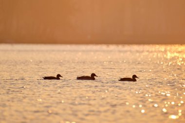 Gün batımında göl suyunda yüzen vahşi ördekler. Kuş izleme konsepti