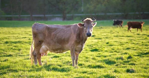 Milk cow grazing on green farm pasture on summer day. Feeding of cattle on farmland grassland — Stock Photo, Image