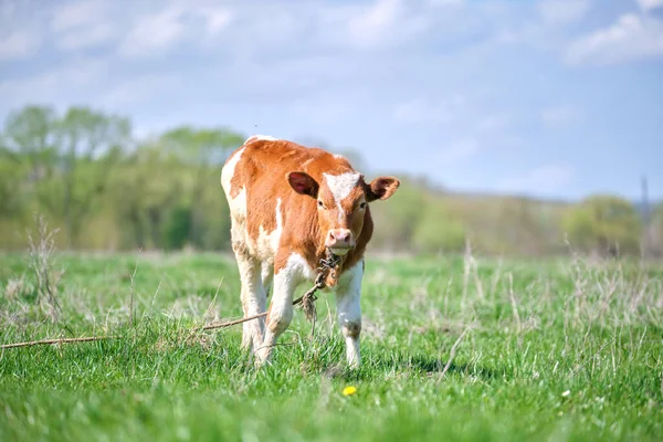 Young calf grazing on green farm pasture on summer day. Feeding of cattle on farmland grassland — Stock Photo, Image