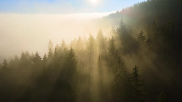 Vista aerea di mattina nebbioso luminoso sopra alberi di foresta di montagna scuri all'alba di autunno. Bellissimo scenario di boschi selvatici all'alba — Video Stock