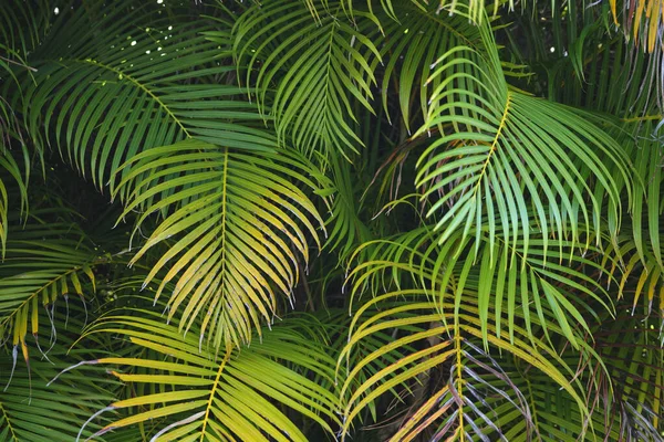 Beautiful green palm tree foliage in tropical forest. Summer rainforest background — Fotografia de Stock