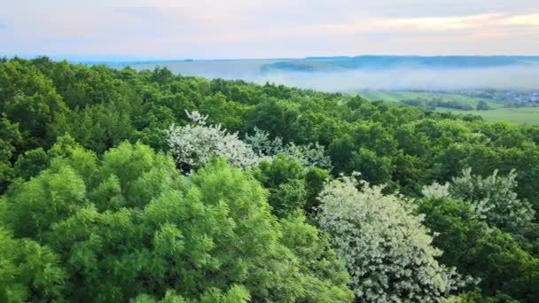 Aerial view of dark lush forest with blooming green trees canopies in spring — Stock Video