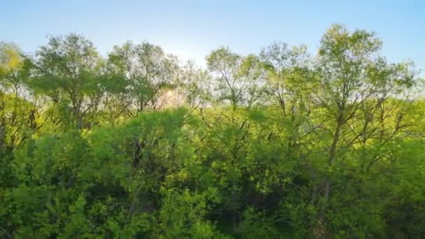 Veduta aerea del bosco con alberi verdi freschi all'inizio della primavera al tramonto — Video Stock