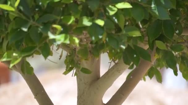 Primer plano del árbol verde fresco con tronco de madera y hojas verdes vibrantes que crecen en el jardín de verano — Vídeos de Stock