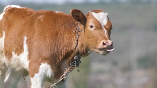 Milk cow grazing on green farm pasture on summer day. Feeding of cattle on farmland grassland — Stock Video