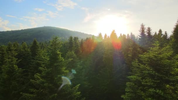 Widok z lotu ptaka na zielony las sosnowy z ciemnymi świerkami. Krajobraz leśny Nothe z góry — Wideo stockowe
