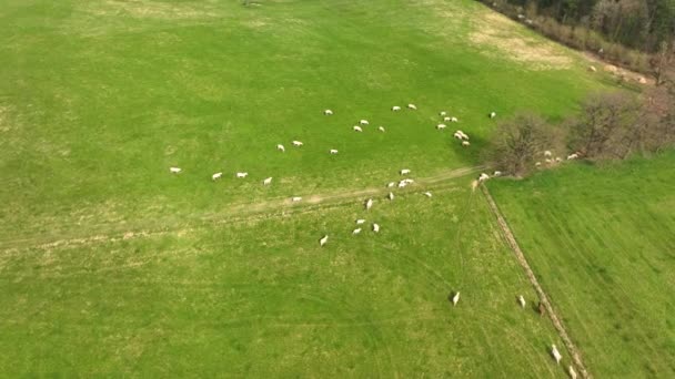 Aerial view of herd of cows grazing on farmland field — Stockvideo