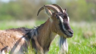 Uzun sakallı ve boynuzlu yerli süt keçisi yaz günü yeşil çayır çimlerinde dinleniyor. Çiftlik otlaklarında sığır beslemek