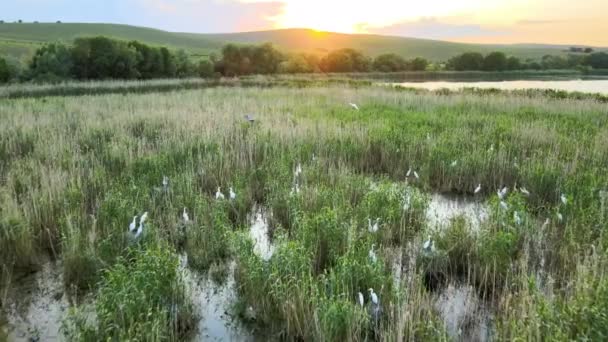 Flock of many egret white birds nesting in wetlands grass — Stock Video