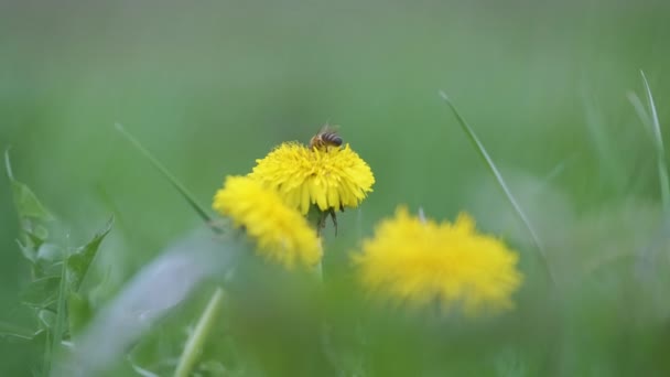 Honung bi samla nektar på gula maskros blommor blommar på sommaren äng i grön solig trädgård — Stockvideo