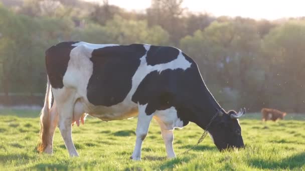 夏天,奶牛在绿色的农场牧场上吃草.在农田草地上喂养牲畜 — 图库视频影像