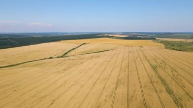 Sarı ekili tarla manzarası açık yaz gününde olgunlaşmış buğdayla birlikte.