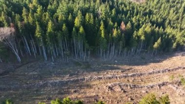 Küresel ormansızlaşma endüstrisinin sonucu olarak kesilen ağaçlardan oluşan geniş bir alana sahip çam ormanının havadan görünüşü. Dünya ekolojisi üzerinde zararlı insan etkisi