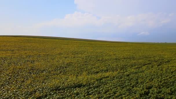 Letecký pohled na velké zemědělské pole s rostoucí slunečnicové rostliny — Stock video
