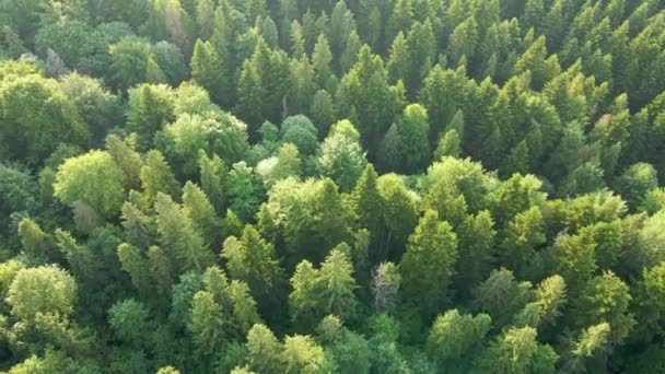 Aerial view of green pine forest with dark spruce trees. Nothern woodland scenery from above — Stock Video