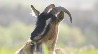 Uzun sakallı ve boynuzlu yerli süt keçisi yaz günü yeşil çayır çimlerinde dinleniyor. Çiftlik otlaklarında sığır beslemek