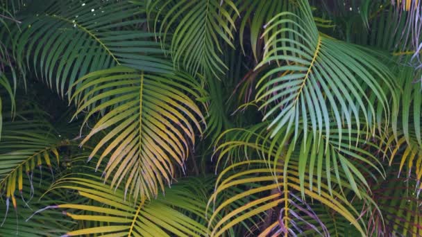 Beautiful green palm tree foliage in tropical forest. Summer rainforest background — Stock Video