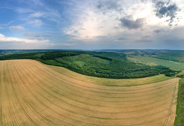 Vista aérea del paisaje de los campos agrícolas cultivados amarillos con trigo maduro y bosques verdes en el día brillante del verano —  Fotos de Stock