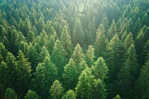 Vista aérea de pinhal verde com árvores de abeto escuro. Paisagem de bosques notáveis de cima — Fotografia de Stock