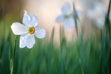 Baharın güneşli bahçesinde açan narsis çiçekleri.