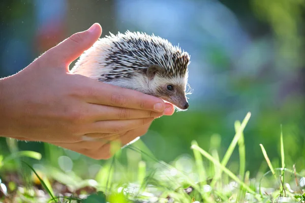 Manos humanas sosteniendo a la pequeña mascota de erizo africana al aire libre en el día de verano. Mantener animales domésticos y cuidar el concepto de mascotas — Foto de Stock